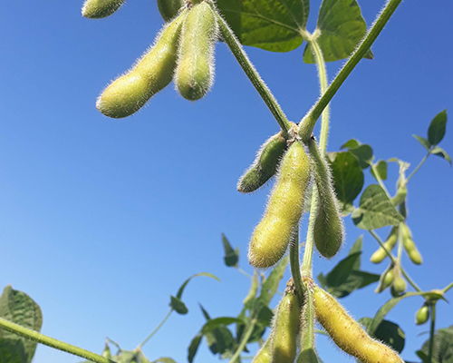 Terrapro
